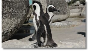 African penguins at Boulder's beach in Cape town, South Africa