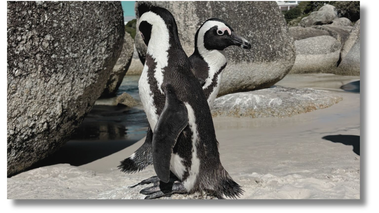 African penguins at Boulder's beach in Cape town, South Africa